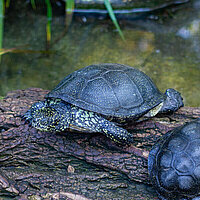 Tierart Europäische Sumpfschildkröte