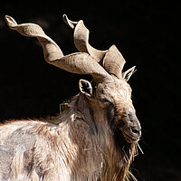 Tierart Markhor - Schraubenziege