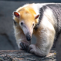 Tierart Südlicher Tamandua