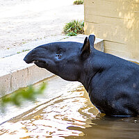 Tierart Schabrackentapir