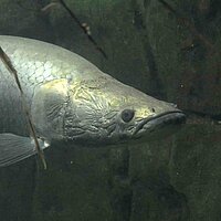 Tierart Arapaima