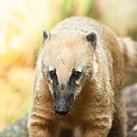 Tierart Südamerikanischer Nasenbär