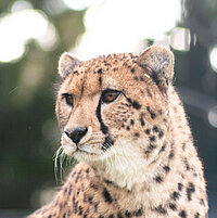 Tierart Gepard