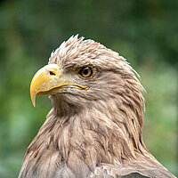 Tierart Seeadler