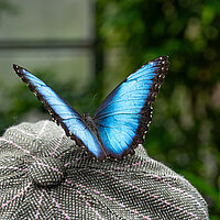 Tierart Blauer Morpho