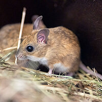 Tierart Australische Hüpfmaus