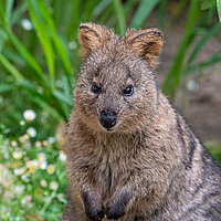 Tierart Quokka