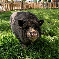 Tierart Vietnamesisches Hängebauchschwein