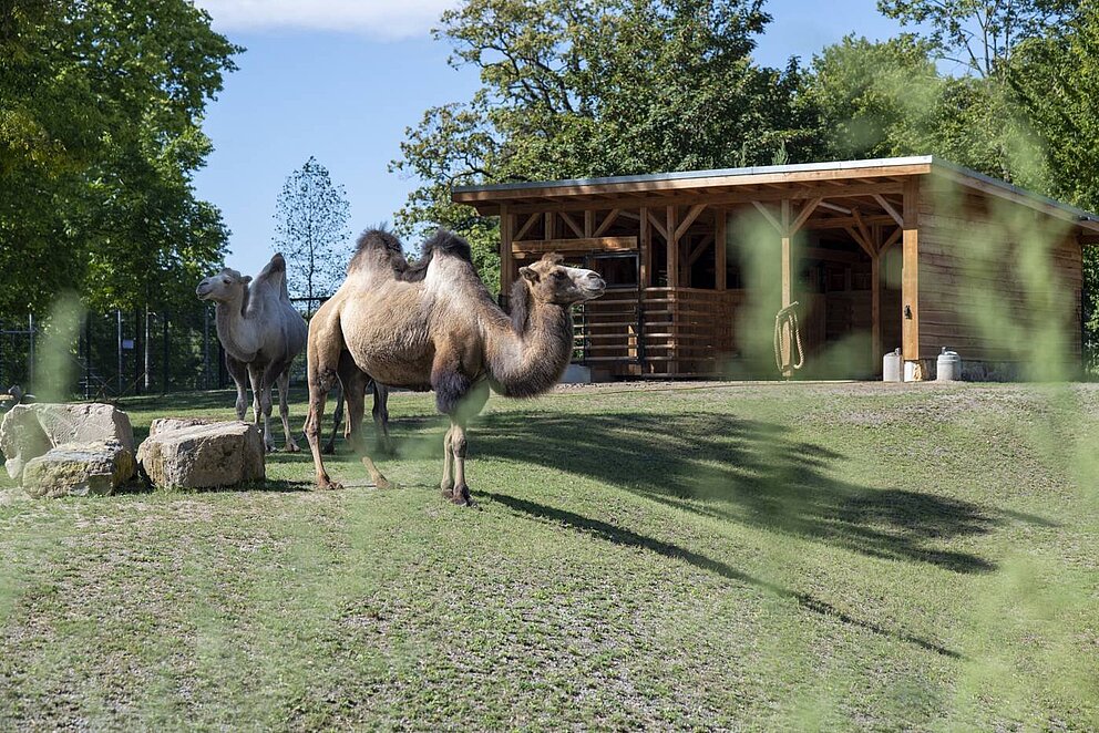 Ein Trampeltier auf der neuen Anlage für asiatische Huftiere