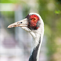 Tierart Weißnackenkranich