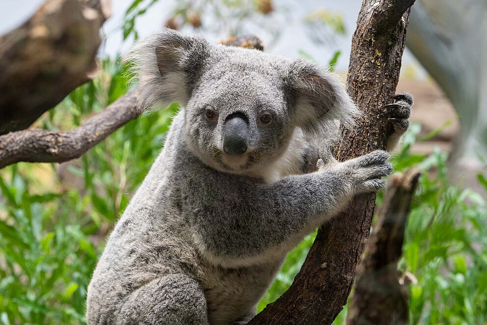 Ein Koala sitzt auf einem Baum