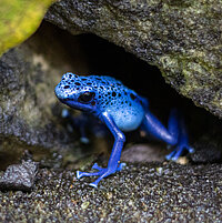 Tierart Blauer Baumsteiger