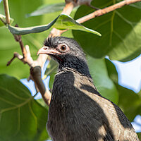 Tierart Chacochachalaca