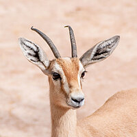 Tierart Dorcasgazelle