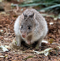 Tierart Rotes Rattenkänguru