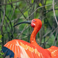 Tierart Roter Ibis