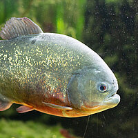 Tierart Roter Piranha