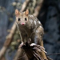 Tierart Tüpfelbeutelmarder (Quoll)