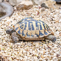 Tierart Griechische Landschildkröte