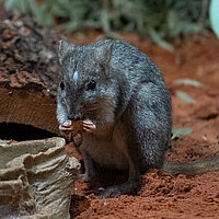 Tierart Bürstenschwanz-Rattenkänguru