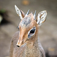 Tierart Kirk-Dikdik