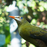 Tierart Grünschopfstirnvogel