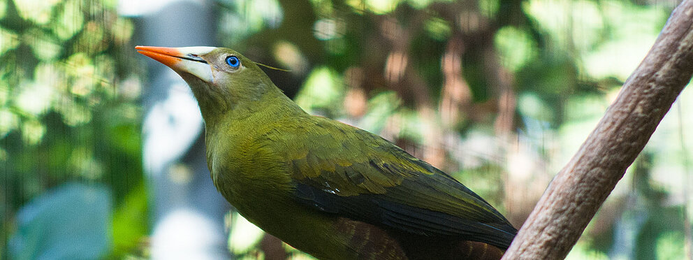 Grünschopfstirnvogel