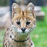 Tierart Serval