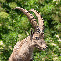 Tierart Alpensteinbock