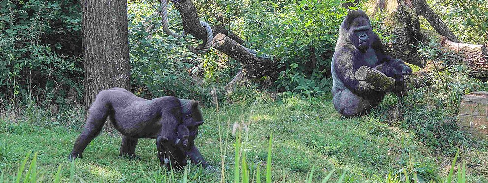 Gorillas im Grünen