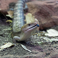 Tierart Nördlicher Blauzungenskink