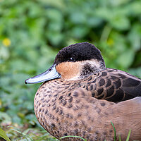 Tierart Pünktchenente