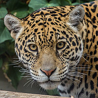 Tierart Jaguar