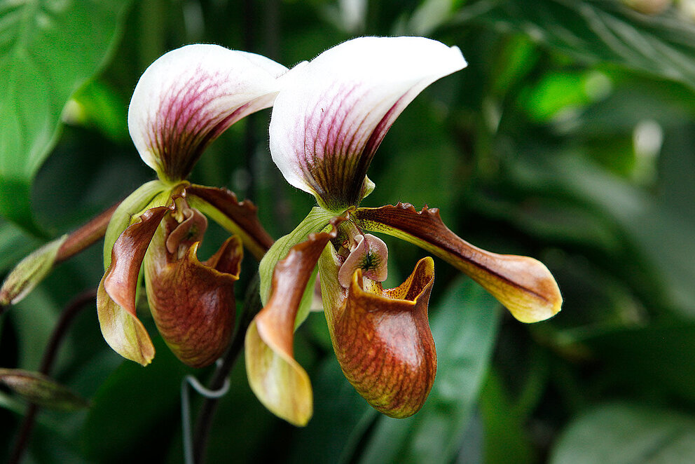 Orchideenblüten im historischen Gewächshaus