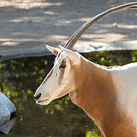 Tierart Säbelantilope