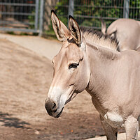 Tierart Somaliwildesel