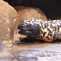 Tierart Gila-Monster