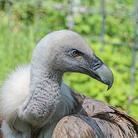 Tierart Gänsegeier