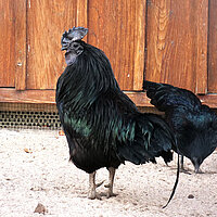 Tierart Ayam Cemani Huhn