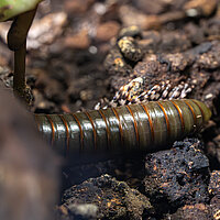 Tierart Riesentausendfüßer