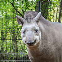 Tierart Flachlandtapir